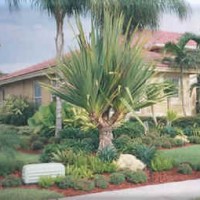 Collier Tropical Landscaping