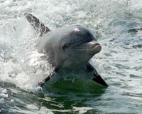 Dolphin Explorer by Sea Excursions