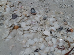 Friends of Tigertail Beach Cleanup @ Tigertail Beach Park | Marco Island | Florida | United States